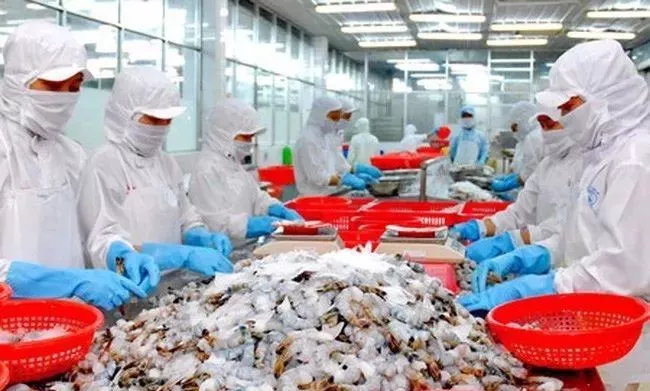 超越美國(guó)，2017年中國(guó)成越南巴沙魚(yú)和蝦類(lèi)最大出口市場(chǎng)