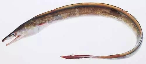 日本鰻魚陷入絕境？捕獲量?jī)H為去年同期的1%！