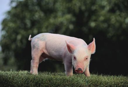 2017年全球豬肉產(chǎn)量11103.4萬(wàn)噸，增長(zhǎng)0.97%