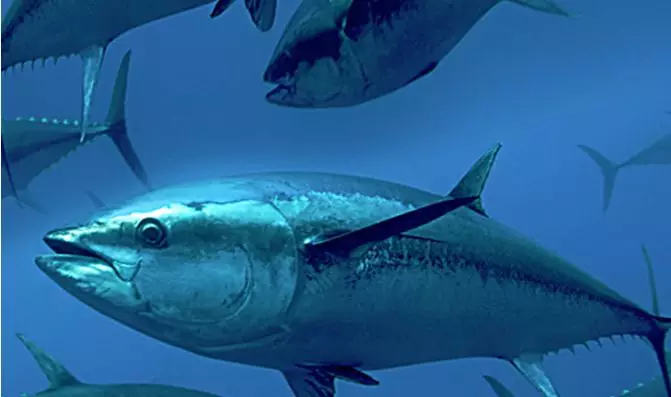 “醬油第一股”加加食品進(jìn)軍水產(chǎn)？