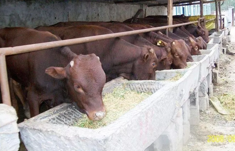 養(yǎng)牛賠錢，不養(yǎng)牛斷貨，“公司+農(nóng)戶”進退兩難！