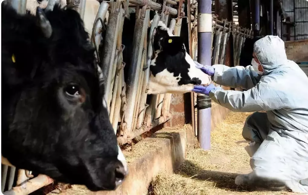 最新！安徽宣城發(fā)生非洲豬瘟疫情 炭疽豬瘟瘋牛病之間有關(guān)聯(lián)嗎