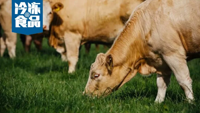 中國買家組團考察/剛剛?cè)肴A的愛爾蘭牛肉為何受到如此追捧？