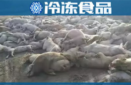 農(nóng)業(yè)農(nóng)村部通報(bào)河北首例非洲豬瘟疫情！“豬”又告急，“肉”更難安！