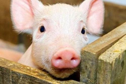 關(guān)注 | 非洲豬瘟檢測實驗室咋建？這份指南安排的明明白白