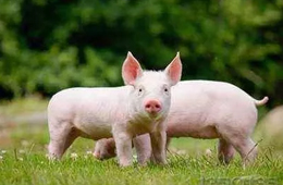  看好“二師兄”錢景，唐人神擬投資3億元建生豬養(yǎng)殖屠宰項目