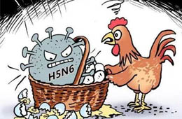 新疆發(fā)生一起H5N6禽流感疫情，已撲殺11910只
