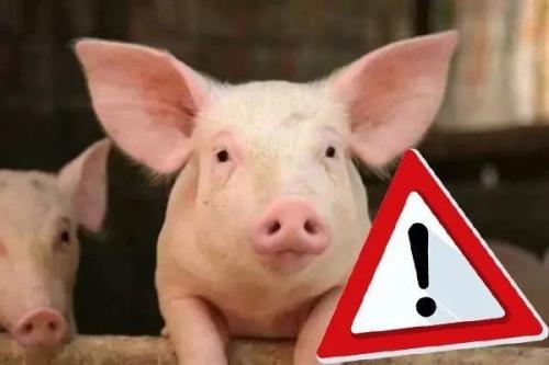 中國(guó)凍豬肉儲(chǔ)備恐耗盡，還能盼來(lái)“吃豬自由”嗎？