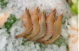 海關(guān)總署宣布：暫停沙特蝦進(jìn)口！伊朗蝦取得正關(guān)進(jìn)口許可