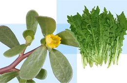 薺菜之后，蒲公英、馬齒莧入餡，野菜概念類產(chǎn)品能否野蠻生長？