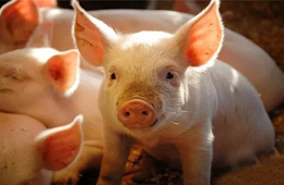 雛鷹農(nóng)牧VS牧原股份：河南兩兄弟，同養(yǎng)豬怎就不同命？