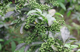 小藤椒有大魔力，今年食品圈流行藤椒味兒！