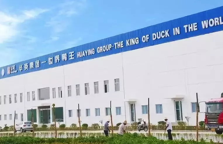 “鴨王”華英售賣肉雞板塊，“雞王”圣農(nóng)業(yè)績大增236.91%