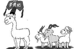 比去年同期上漲35%，價格井噴的“羊貴妃”路在何方？