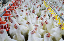 圣農(nóng)發(fā)展凈利飆升170%！2020年超級雞周期還會繼續(xù)嗎？