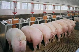 數(shù)據(jù) | 九大上市豬企2019生豬出欄量大比拼，誰是“第一豬倌”？