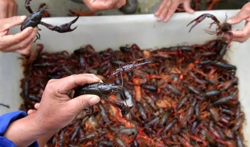 1585806200107798.png xia (4).png