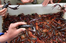 活蝦價格猛跌5成，出口訂單銳減6成，疫情下的小龍蝦還能“火”嗎？