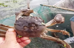 大閘蟹銷量同比漲3倍！平均售價卻首次下降超3成！