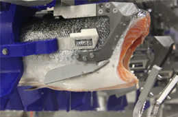 三文魚(yú)、白肉魚(yú)等水產(chǎn)品自動(dòng)化加工升級(jí)加速！