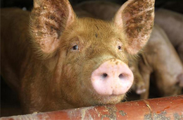 二師兄坐“火箭”，26地豬價(jià)飄紅，到底要沖到多少錢(qián)呢？