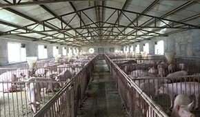 養(yǎng)豬大省河南哪里豬最多？駐馬店、周口、南陽排前三