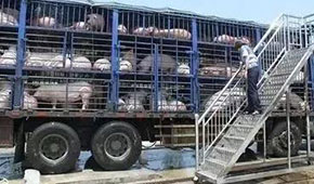  3月份6起非瘟5起屬違規(guī)調(diào)運，今日起生豬跨區(qū)禁運，豬價會翻身大漲嗎？