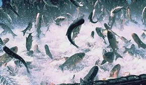 飼料漲，肉價(jià)漲，設(shè)備價(jià)也漲，新一輪漲價(jià)潮要來(lái)了？