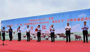 金星啤酒跨界養(yǎng)牛，投資5億做“雪花紅牛”