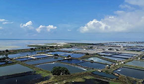 全國(guó)60%的蝦滑產(chǎn)自這里，“北海蝦滑”為何能成功出圈？