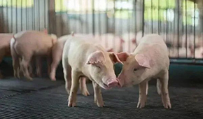 豬企3月出欄量大增，第三輪豬肉收儲(chǔ)完成，豬價(jià)繼續(xù)探底？