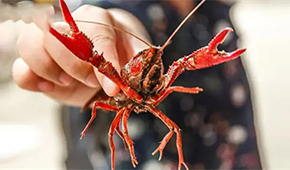 總產(chǎn)值超4221億！中國小龍蝦產(chǎn)業(yè)發(fā)展報告（2022）發(fā)布