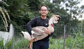 從養(yǎng)“鵝王”到做鵝丸，深挖一只鵝的潛力，這家潮汕企業(yè)下足功夫