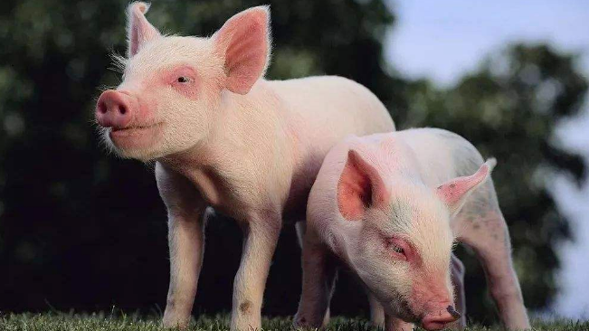 豬價(jià)進(jìn)入過度上漲一級(jí)預(yù)警區(qū)間；第六批國儲(chǔ)肉即將投放