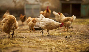  圣農(nóng)、溫氏、益生：誰能成為“雞中茅臺”？