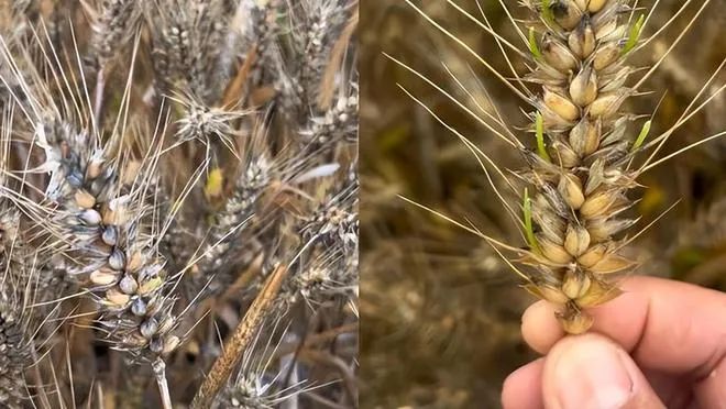 1685586456380606.jpg 1685586456380606.jpg