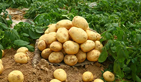 狼牙鍋巴、珍珠土豆、芝士焗土豆…掘金小吃供應(yīng)鏈，小土豆“長(zhǎng)成”大產(chǎn)業(yè)