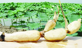 安井、正大、雙匯、荷仙、華貴等爭相入局，蓮藕預(yù)制菜為啥如此受歡迎？