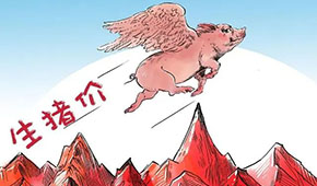 豬價(jià)連漲，有望“破9沖10”？牧原、溫氏、德康：下半年會(huì)更好