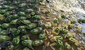 原料價格持續(xù)上漲，今年牛蛙市場要“?！逼饋恚?/>
                </div>
                <div   id=