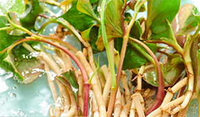 香菜面、折耳根拌面、辣條拌面…揭秘白象“瘋感”產(chǎn)品的設(shè)計(jì)故事