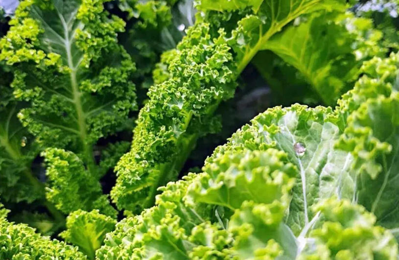 白象、袁記、三全、思念…紛紛盯上羽衣甘藍，“超級植物”開始席卷速凍食品？